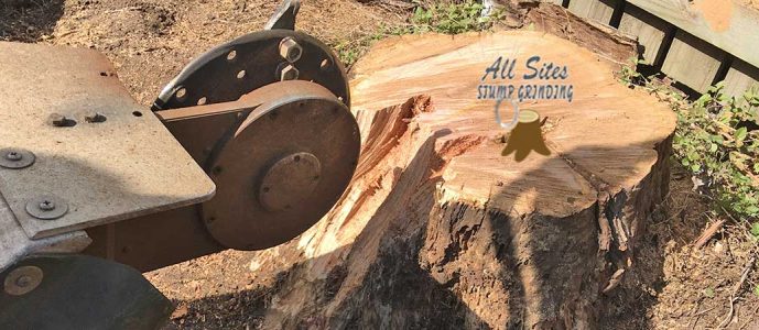 Does Stump Grinding Kill the Tree