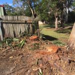 Remove the Stump from my Backyard Brisbane