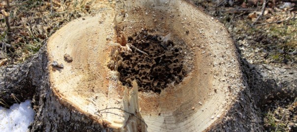 Does Stump Grinding Kill the Tree