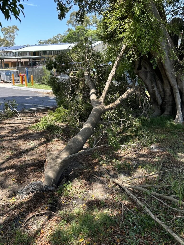 Professional arborists at work during an emergency tree removal in Brisbane, showcasing All Sites Stump Grinding's expertise and commitment to safety.