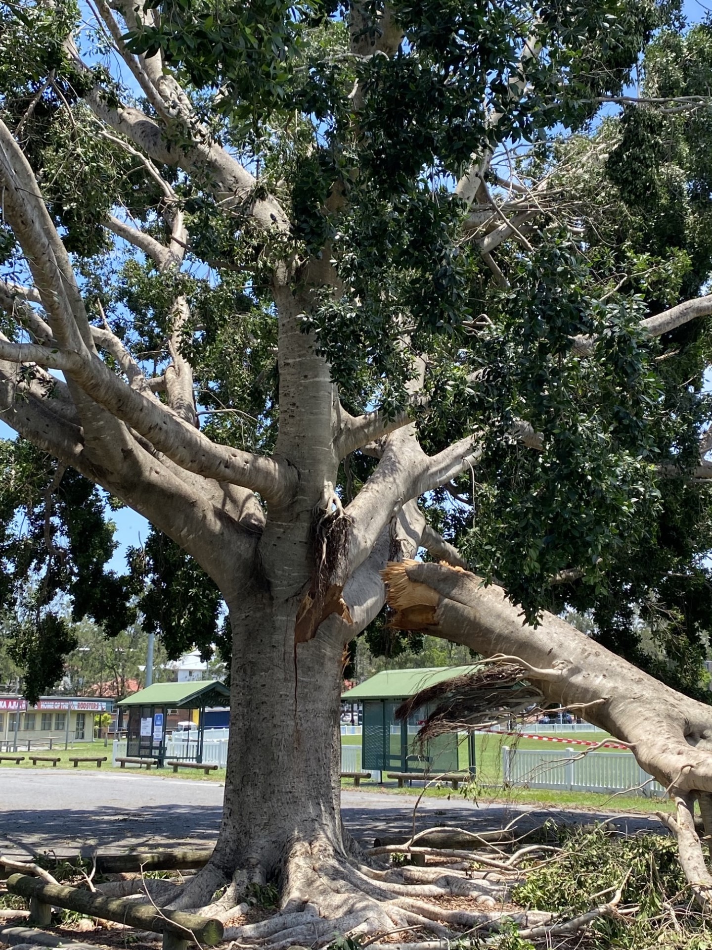 Professional arborists in action, safely removing a storm-damaged tree in Brisbane.