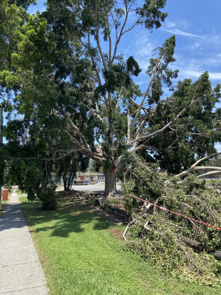 Professional arborist safely removing a storm-damaged tree in Brisbane, illustrating expert emergency tree services by All Sites Stump Grinding.